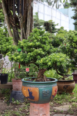 Tùng Đài Loan I-DT-TĐL-002