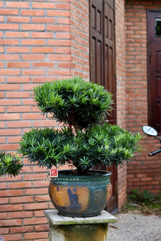 Vạn Niên Tùng I-DT-VNT-001