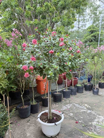 Bụp Bông Cánh Kép 1 thân