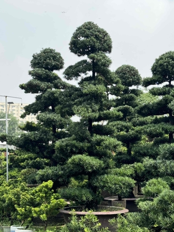 Vạn Niên Tùng Tứ Diện Cao 4m