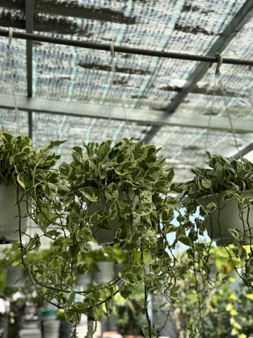 Trầu Bà Ngọc Thủy