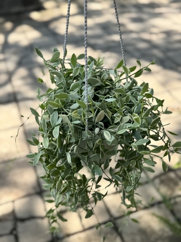 Lan hạt dưa trắng