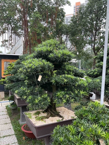 Vạn Niên Tùng Bonsai - TBSL11