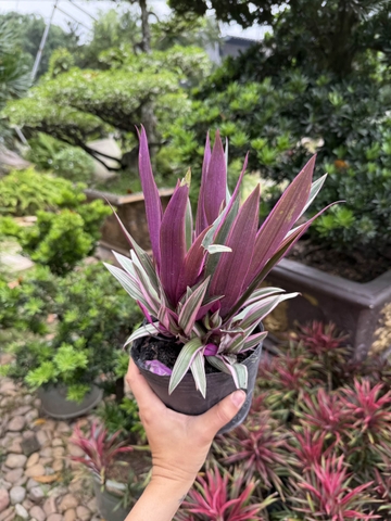 Bảy Sắc Cầu Vồng