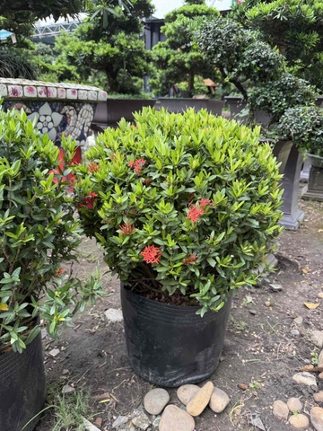 Trang Đỏ Cắt Tròn