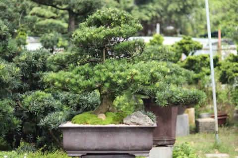 BST10 - Tùng Ngọc Bích Bonsai