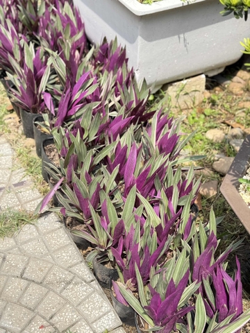 Thài Lài Tím nhỏ