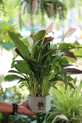 Lan Ý Thái để bàn