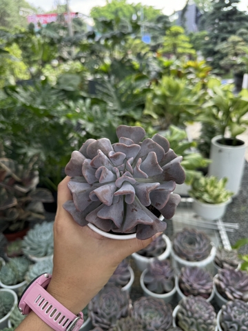 Sen đá (size 9-11cm)