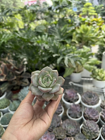 Sen đá (size5-6cm)