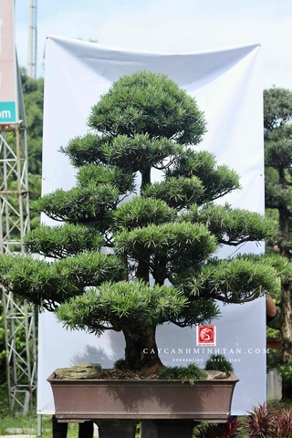 BSL04 - Vạn Niên Tùng Bonsai