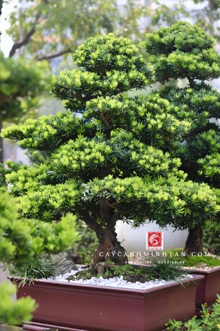 BST03 - Tùng Kim Cương Bonsai