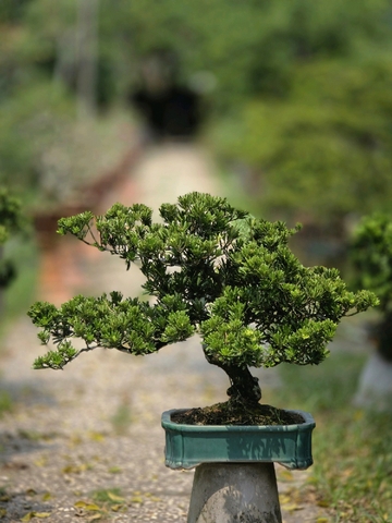 Tùng Kim Cương G-BS-TKC-001