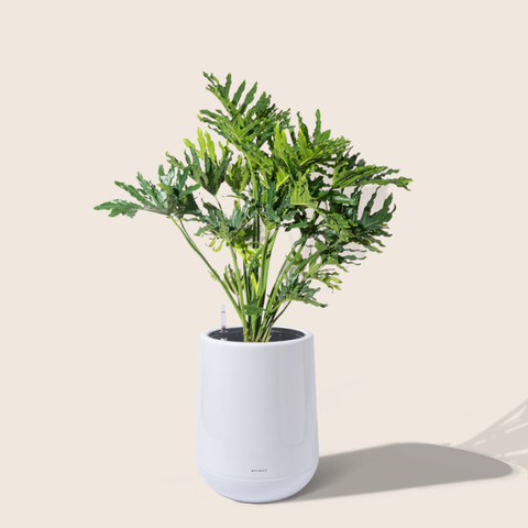 Chậu nhựa tự tưới Premium ZX