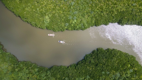 Tour nửa ngày rừng ngập mặn Phù Long - Cát Bà