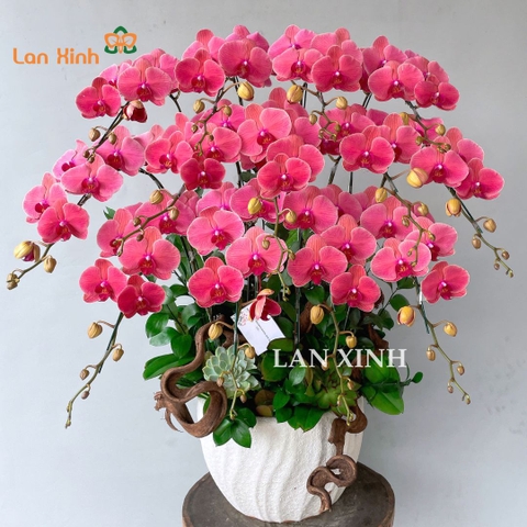 Lan hồ điệp tặng ngày 8/3 – Món quà tinh tế, trao gửi yêu thương!