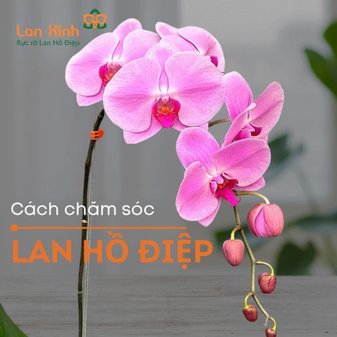CHĂM SÓC LAN HỒ ĐIỆP ĐÚNG CÁCH ĐỂ CHẬU HOA LUÔN RỰC RỠ