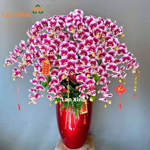 GỢI Ý QUÀ TẶNG TẾT SANG TRỌNG – HOA LAN HỒ ĐIỆP TẾT CAO CẤP TẶNG ĐỐI TÁC- KHÁCH HÀNG.