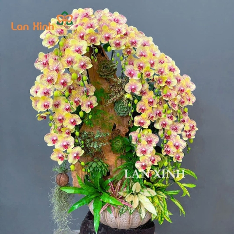 Lan hồ điệp quận 10 Lan Xinh - Chậu đẹp- thiết kế sang - giao hoa nhanh chóng