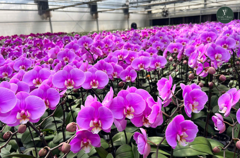 Lan Hồ Điệp - Nữ Hoàng Của Các Loài Hoa - Món Quà Tết Ý Nghĩa