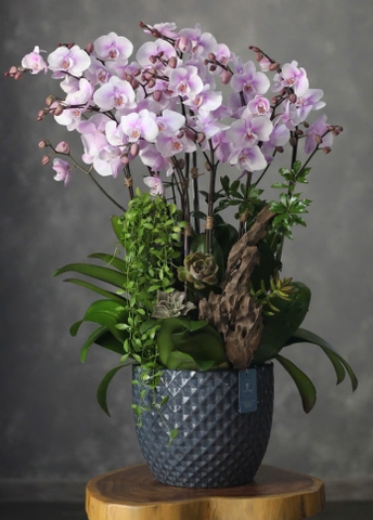 Lan Hồ Điệp 5 gốc đôi