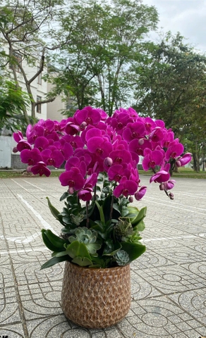 Lan Hồ Điệp 9 cành