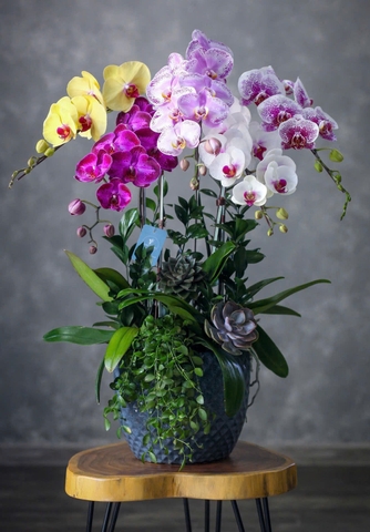 Lan Hồ Điệp 5 cành