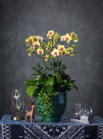 Lan Hồ Điệp 3 gốc đôi