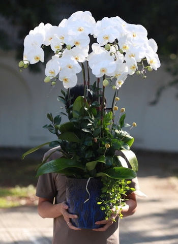 Lan Hồ Điệp 6 cành