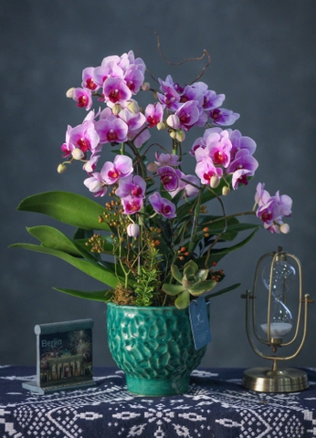 Lan Hồ Điệp 2 gốc đôi