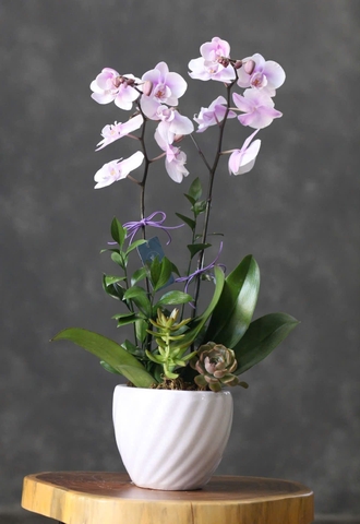 Lan Hồ Điệp 1 gốc đôi