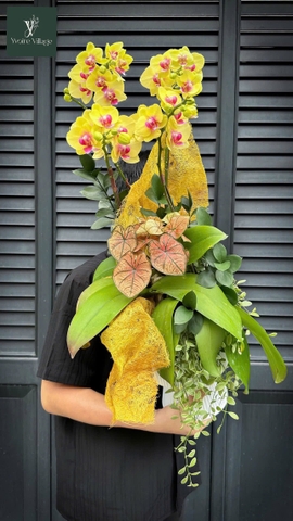 Lan Hồ Điệp 2 gốc đôi - size trung