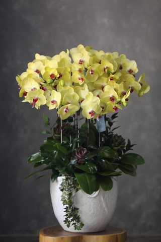 Lan Hồ Điệp 9 cành