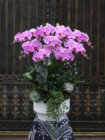 Chậu Lan Hồ Điệp