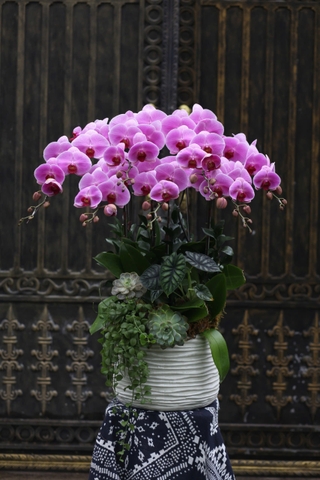 Lan Hồ Điệp 7 cành