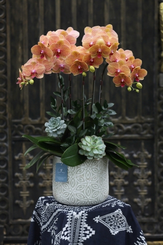 Lan Hồ Điệp 5 cành