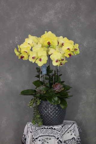 Chậu Lan Hồ Điệp 5 cành