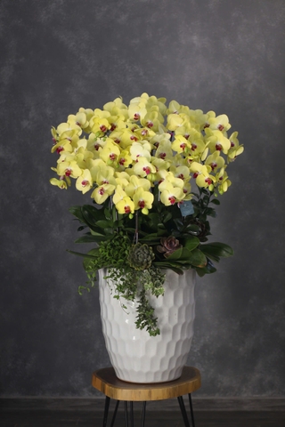 Lan Hồ Điệp 12 cành