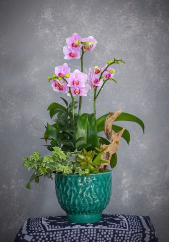 Lan Hồ Điệp 2 gốc đôi