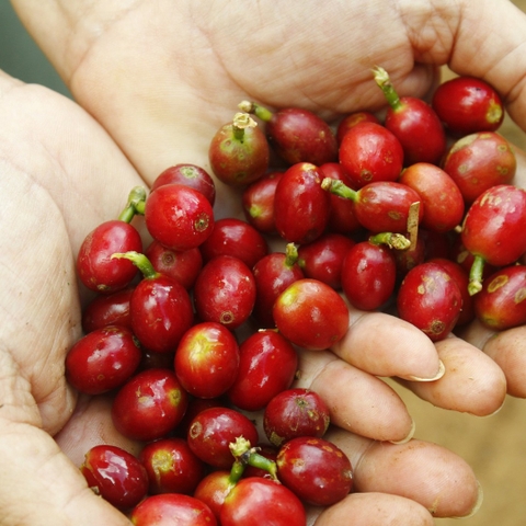 Công ty mẹ - Công ty TNHH Cà Phê Hân Vinh