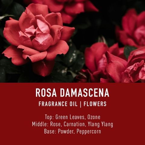 Tinh Dầu Thơm Làm Nến, Tán Hương, Mỹ Phẩm Craft House Luxury Fragrance Oils - Rosa Damascena