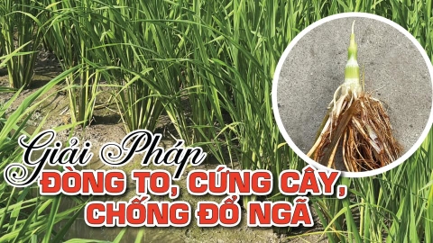 NHỊP CẦU NHÀ NÔNG: GIẢI PHÁP ĐÒNG TO BÔNG KHỎE