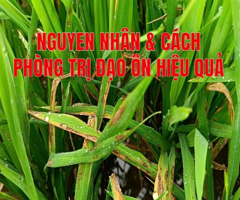 BỆNH ĐẠO ÔN LÁ TRÊN LÚA – NGUYÊN NHÂN VÀ CÁCH PHÒNG TRỊ HIỆU QUẢ!