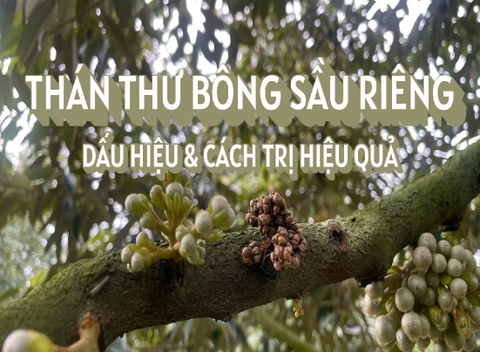 THÁN THƯ BÔNG SẦU RIÊNG: DẤU HIỆU & CÁCH TRỊ HIỆU QUẢ