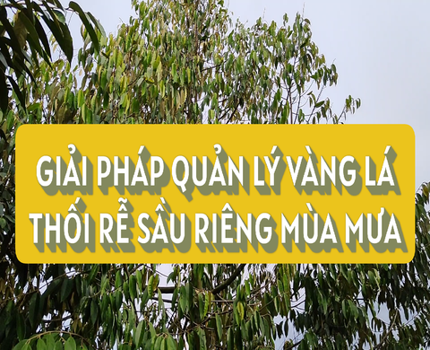 GIẢI PHÁP QUẢN LÝ VÀNG LÁ THỐI RỄ SẦU RIÊNG MÙA MƯA TẠI MIỀN TÂY