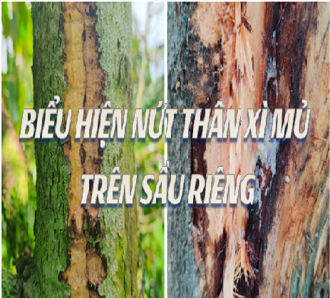 BỆNH NỨT THÂN XÌ MỦ TRÊN SẦU RIÊNG: NGUYÊN NHÂN,  TRIỆU CHỨNG VÀ GIẢI PHÁP HIỆU QUẢ