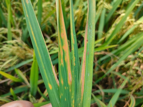 QUẢN LÝ VÀNG LÁ CHÍN SỚM – ĐÚNG THỜI ĐIỂM – BẢO VỆ NĂNG SUẤT