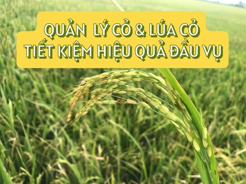QUẢN LÝ CỎ & LÚA CỎ HIỆU QUẢ ĐẦU VỤ TIẾT KIỆM CHI PHÍ