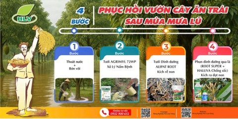 4 BƯỚC PHỤC HỒI VƯỜN SẦU RIÊNG BỊ  VÀNG LÁ THỐI RỄ SAU MƯA LŨ