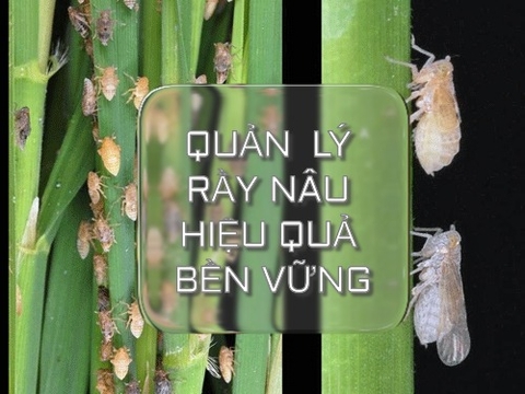 CÁCH QUẢN LÝ RẦY NÂU GÂY HẠI HIỆU QUẢ BỀN VỮNG